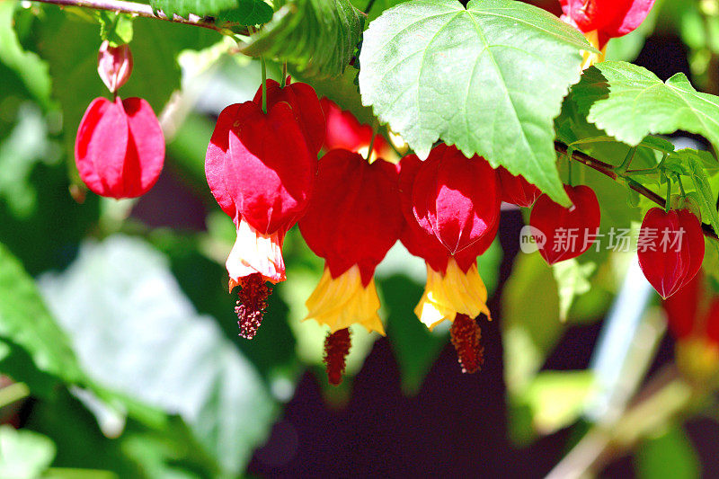 蒂罗尔灯/abutilon megapotamicum